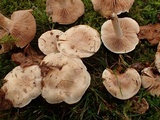 Hebeloma fragilipes image