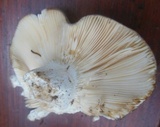 Tricholoma cedretorum image