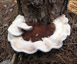 Hydnellum caeruleum image