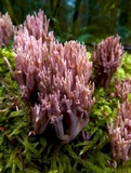 Ramaria rubella image