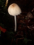 Coprinellus xanthothrix image