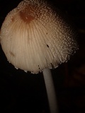 Coprinellus xanthothrix image