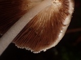 Coprinellus xanthothrix image