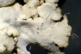 Physcia phaea image