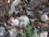 Agaricus moelleri image