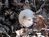 Agaricus moelleri image