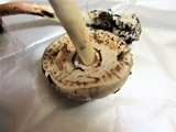 Agaricus moelleri image