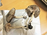 Agaricus moelleri image