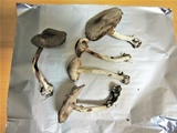 Agaricus moelleri image
