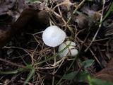Leucocoprinus cygneus image