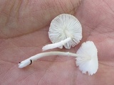 Leucocoprinus cygneus image