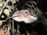 Lepista sordida image