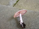 Lepista sordida image
