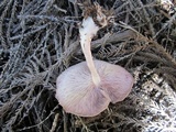 Lepista sordida image