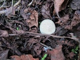 Lycoperdon pratense image
