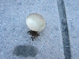 Lycoperdon pratense image