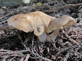 Macrocybe gigantea image