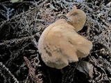 Macrocybe gigantea image