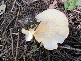 Macrocybe gigantea image