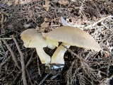 Macrocybe gigantea image