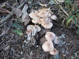 Gymnopus confluens image