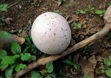 Calvatia lilacina image