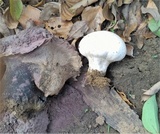 Calvatia lilacina image