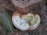 Ganoderma australe image