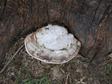 Ganoderma australe image