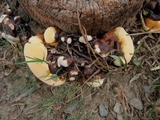 Ganoderma weberianum image