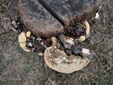 Ganoderma weberianum image