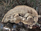 Ganoderma weberianum image
