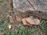 Ganoderma weberianum image