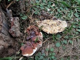 Ganoderma weberianum image