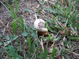 Ganoderma weberianum image