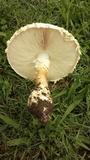 Amanita foetidissima image