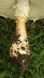 Amanita foetidissima image