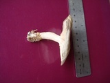 Clitocybe tarda image