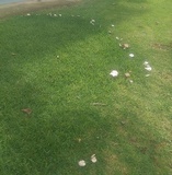 Clitocybe tarda image