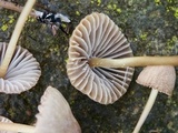 Mycena citrinomarginata image