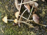 Mycena citrinomarginata image
