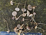Mycena citrinomarginata image
