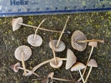 Mycena citrinomarginata image