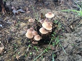 Mycena citrinomarginata image