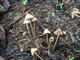 Mycena citrinomarginata image