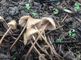 Mycena citrinomarginata image