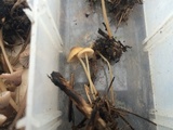 Mycena citrinomarginata image