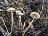 Mycena citrinomarginata image