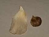 Hohenbuehelia angustata image