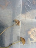 Mycena citrinomarginata image